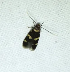 Scarce Obscure Moth thumbnail 1