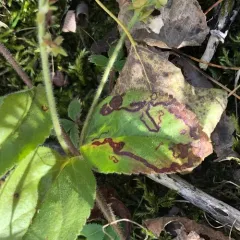Phytomyza crassiseta thumbnail 1