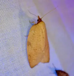 Western Avocado Leafroller Moth thumbnail 1