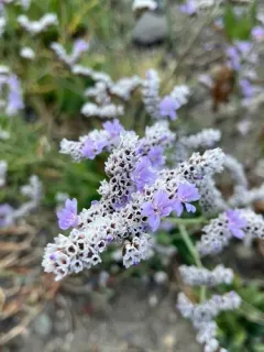 Algerian sea lavender thumbnail 3