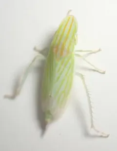 Neohecalus magnificus thumbnail 2
