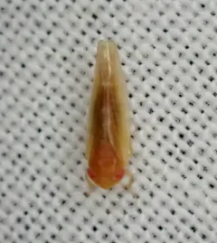 Colladonus aureolus thumbnail 3