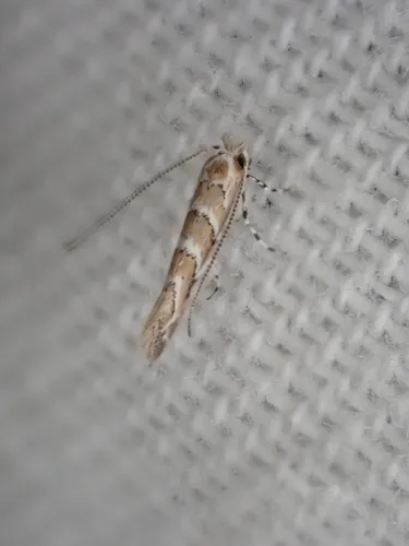 Cameraria lobatiella