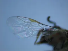 Lasioglossum albohirtum thumbnail 2