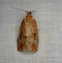 Western Spruce Budworm Moth thumbnail 4