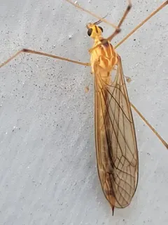 Nephrotoma occipitalis thumbnail 2