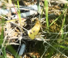 Clepsis flavidana thumbnail 3