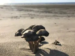 Beach Brittlestem thumbnail 3