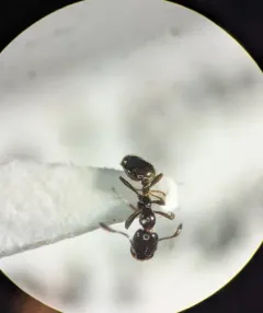 Monomorium emarginatum thumbnail 4