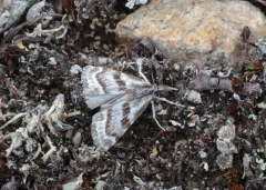 Catoptria trichostomus thumbnail 3