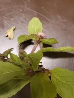 Dasineura piperitae thumbnail 4