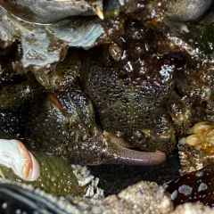 Granular Claw Crab thumbnail 3