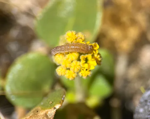 Sand-verbena Moth