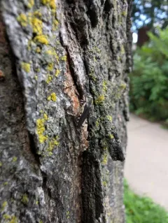 Honeylocust Agrilus thumbnail 4