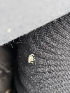 Attulus striatus thumbnail 4