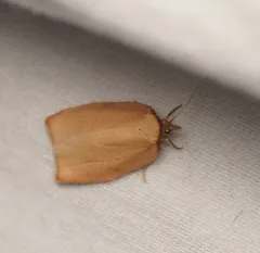 Western Avocado Leafroller Moth thumbnail 3