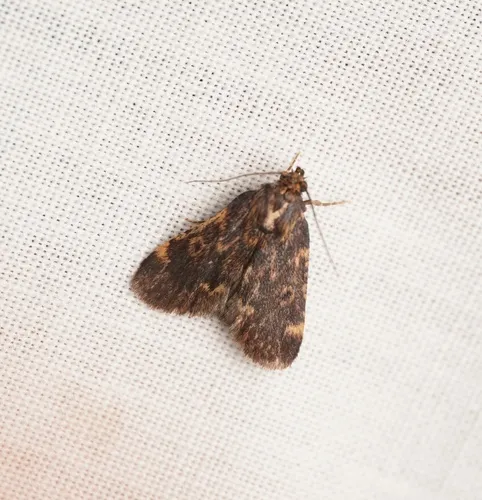 Aglossa furva