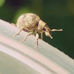 Two-banded Japanese Weevil thumbnail 4
