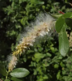 Barclay's Willow thumbnail 3