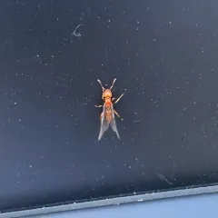 Larger Citronella Ant thumbnail 4