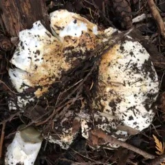 Short-stemmed Russula thumbnail 4