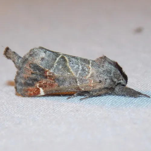 Apical Prominent