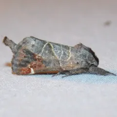 Apical Prominent thumbnail 1