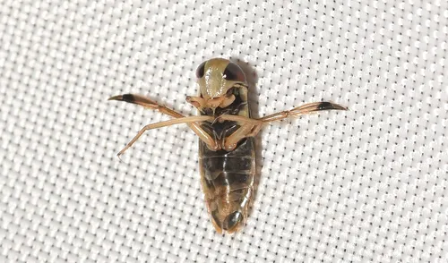 Callicorixa vulnerata