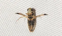 Callicorixa vulnerata thumbnail 1