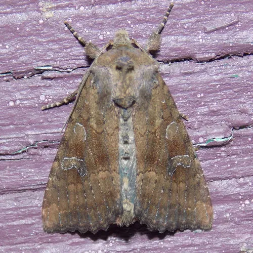 Veiled Ear Moth