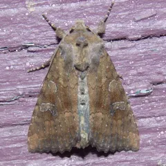 Veiled Ear Moth thumbnail 1