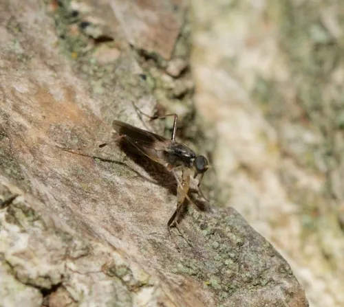 Tachypeza fenestrata