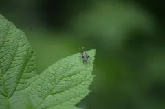 Macrophya oregona thumbnail 2