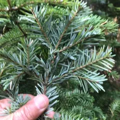 Pacific silver fir thumbnail 3