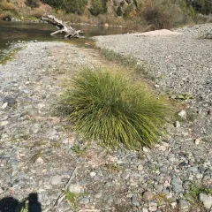 torrent sedge thumbnail 2