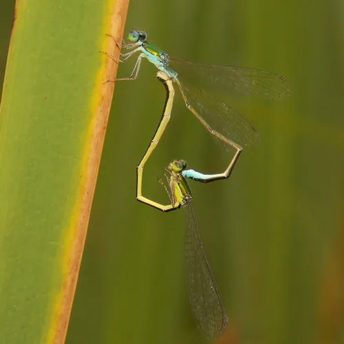 Sedge Sprite