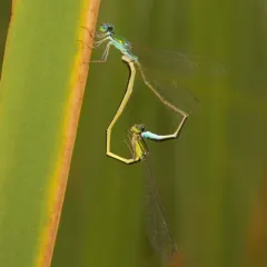 Sedge Sprite thumbnail 1