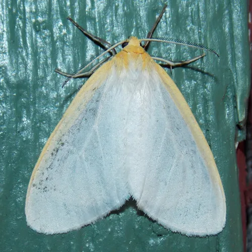 Delicate Cycnia Moth
