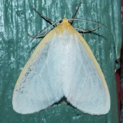 Delicate Cycnia Moth thumbnail 1