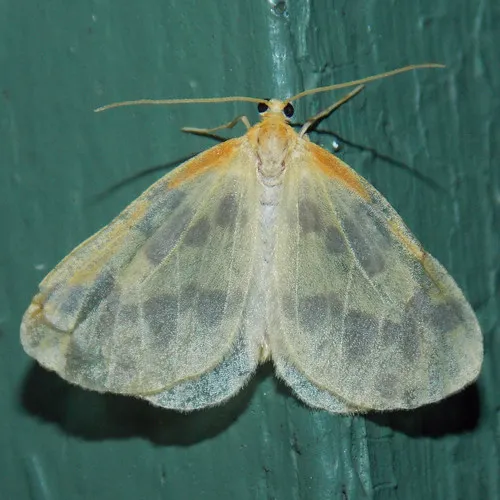 Beggar Moth