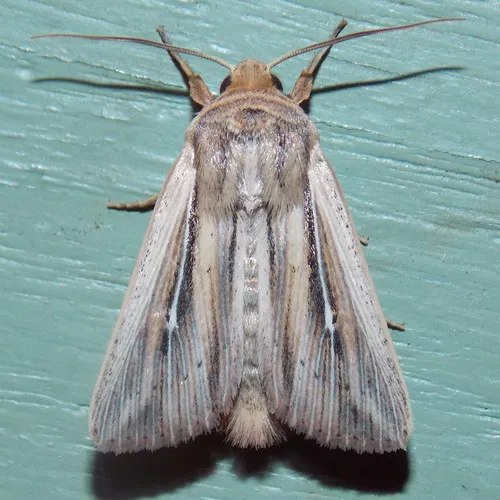 Two-lined Wainscot