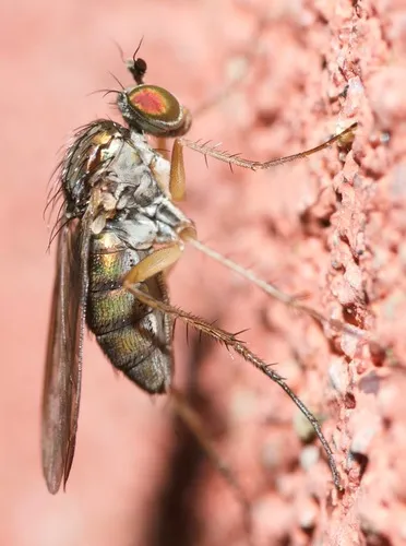 Dolichopus penicillatus