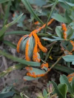 Phragmidium ivesiae thumbnail 2