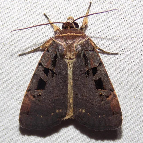 Morrison's Sooty Dart