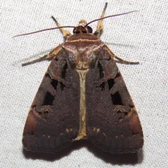 Morrison's Sooty Dart thumbnail 1