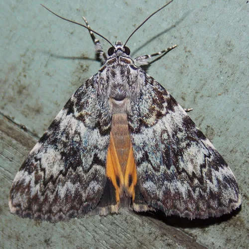 Little Lined Underwing