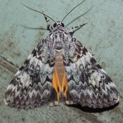 Little Lined Underwing thumbnail 1