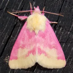Primrose Moth thumbnail 2