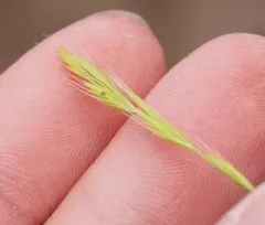 sixweeks grass thumbnail 4