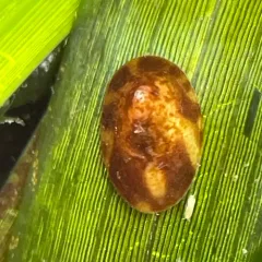 Pacific Eelgrass Limpet thumbnail 3